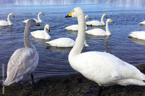 Swan at Lake Kussharo in Hokkaido, Japan photo