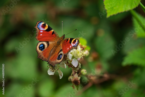 European peacock (Aglais io) butterfly sitting on a blackberry blossom. Recognizable by its distinctive eye spots, it can be found in woods, fields, meadows, pastures, parks, and gardens.