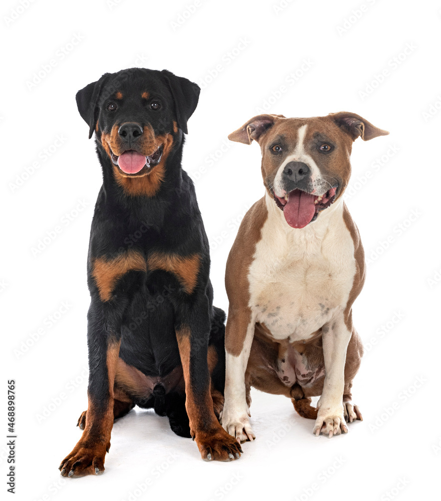 american staffordhire terrier and rottweiler