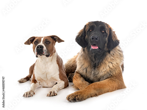 american staffordhire terrier and leonberger