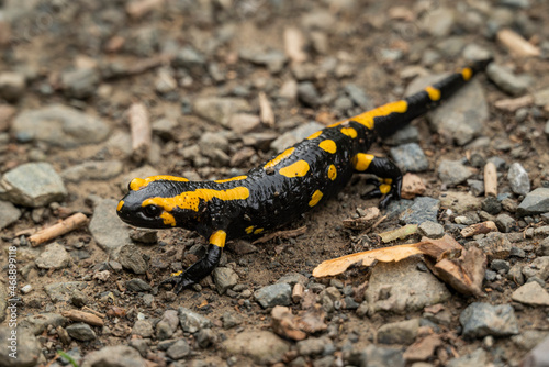 Close up of a black and yellow spotted fire salamander (Salamandra salamandra) on a forest path, Harz, Germany