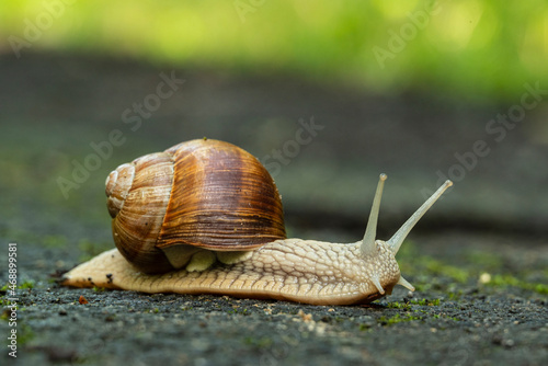Close up of a Roman snail (Helix pomatia, other common names are Burgundy snail, edible snail, or escargot) on a forest road, Weserbergland, Germany