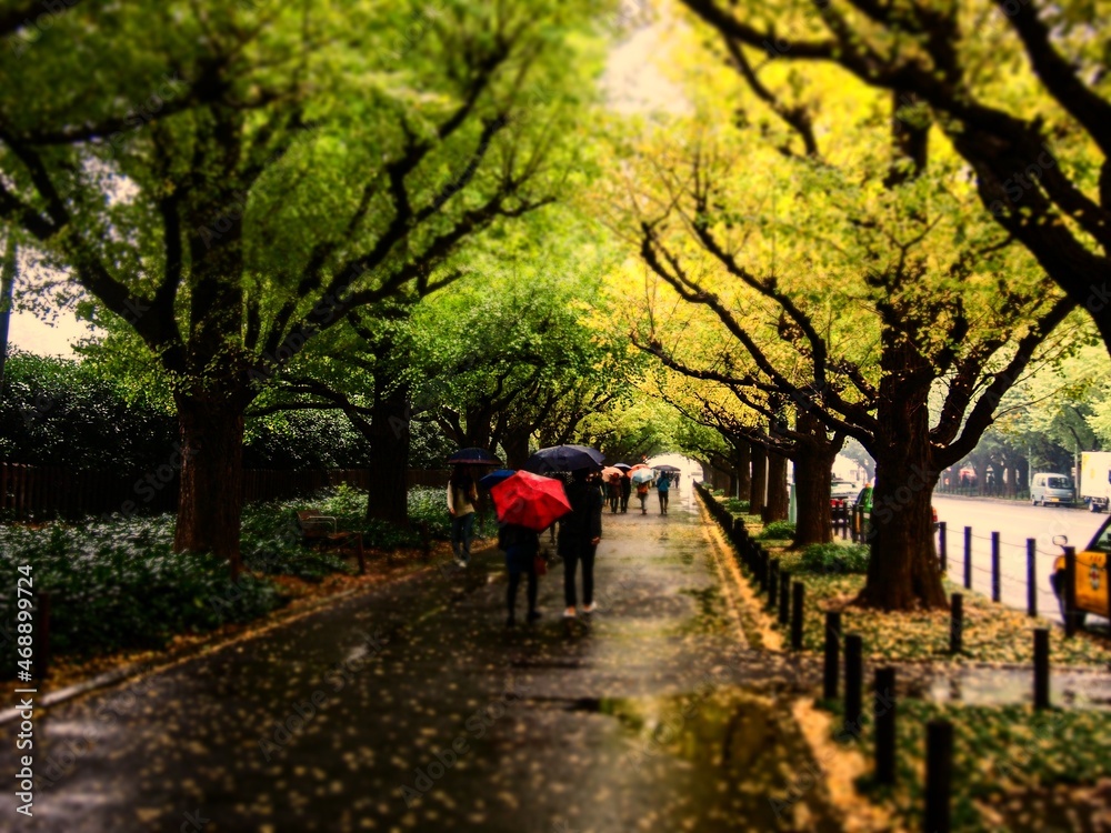 雨の日の銀杏並木。神宮外苑。東京の電線、電柱のない道。
