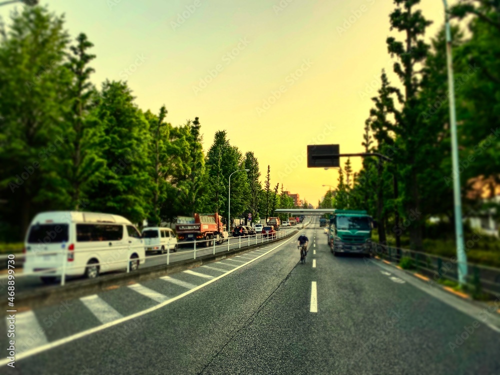 東京の道路。街路樹。