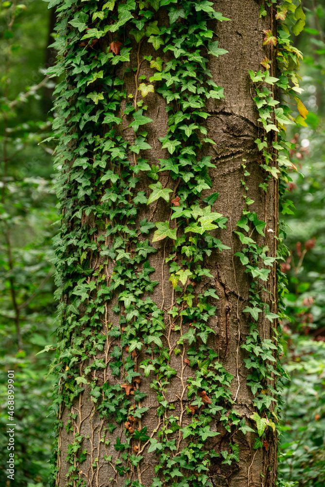 Naklejka premium Close up of green ivy tendrils growing up a mighty beech tree trunk