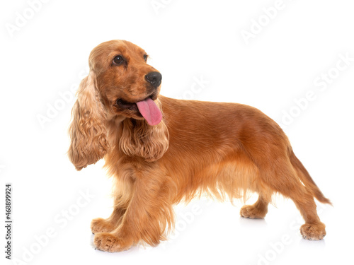 Obraz na płótnie cocker spaniel puppy