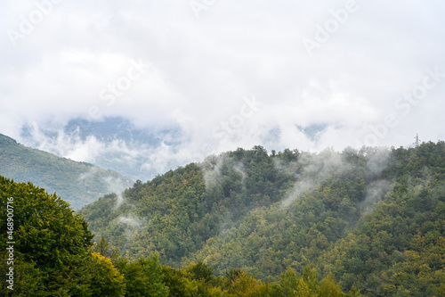 Fog and clouds above green trees in forest. Foggy day in mountains.