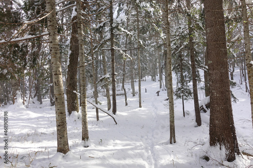 Snow covered forest on mountain in Akan, Hokaido, Japan
