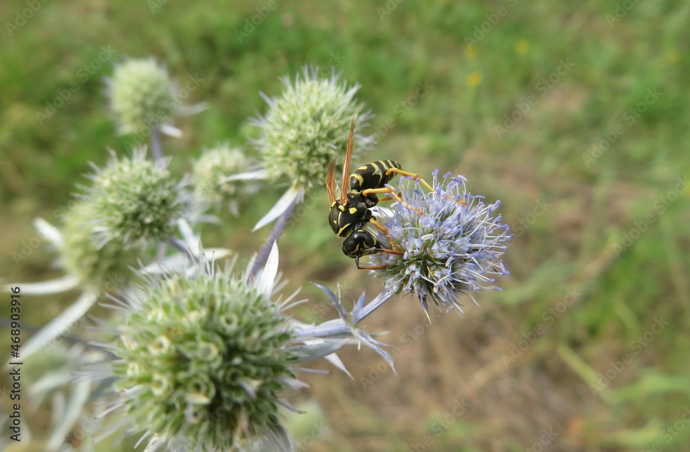 Wasp on green eryngium flower in the meadow, closeup Wasp on green eryngium flower in the meadow, closeup