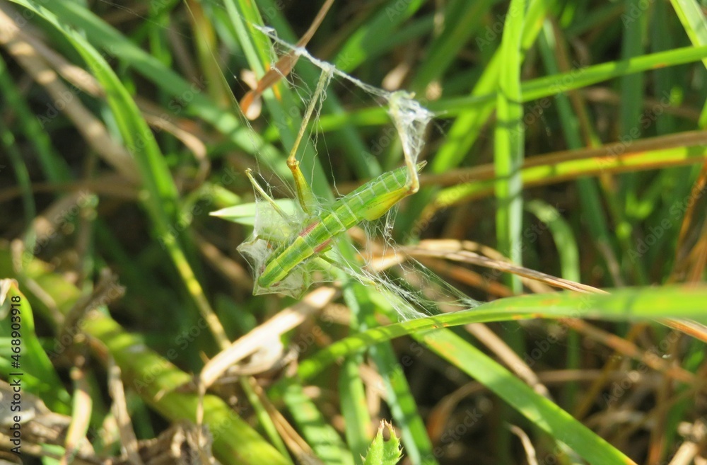 Green grasshopper caught in to spider cobweb in the garden Green grasshopper caught in to spider cobweb in the garden