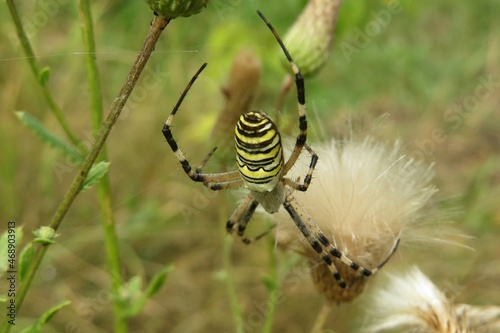 Argiope spider on a cobweb in the garden, closeup