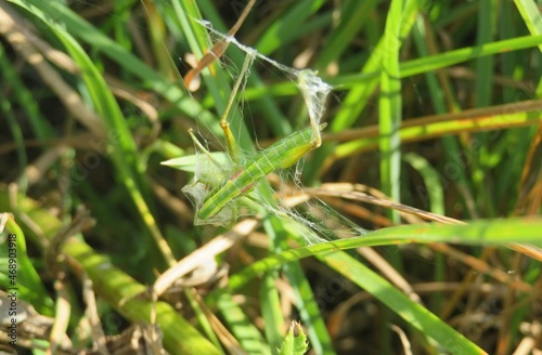 Green grasshopper caught in to spider cobweb in the garden  © natalya2015