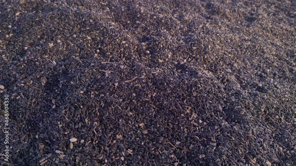 Sunflower seed harvest closeup heap Sunflower seed harvest closeup heap