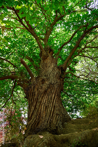 Vászonkép Mighty old chestnut tree along the hiking trail to Tajo Cortés waterfall, Las Al