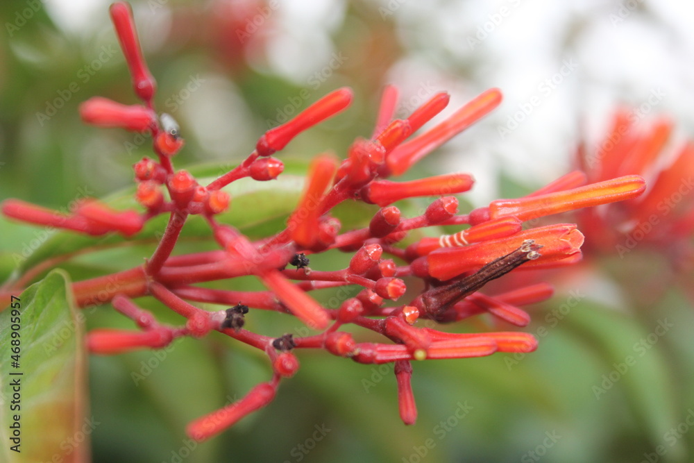 A picture of flower with selective focus A picture of flower with selective focus