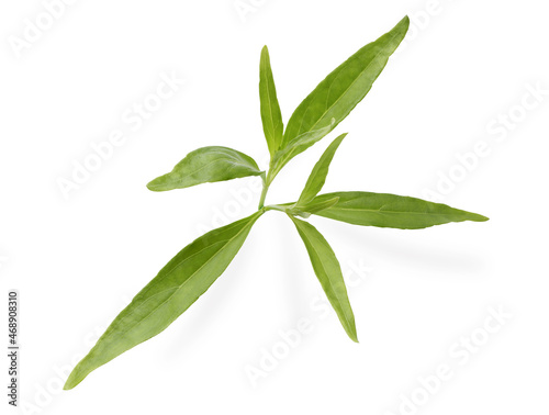 Close up of Andrographis paniculata plant leaves Ayurveda herbal medicine  Aariyat herbal plant in the garden  traditional herbal medicine  Fa Thalai Chon.Clipping path