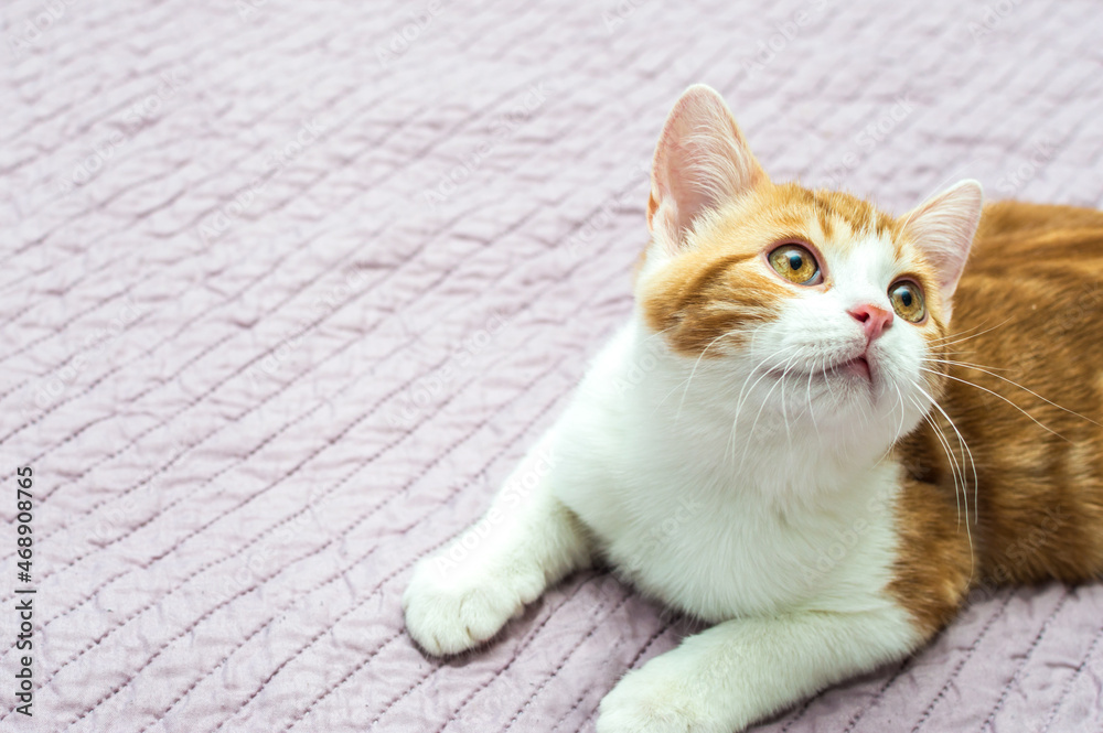 Fototapeta premium Ginger kitten portrait on the bed close up
