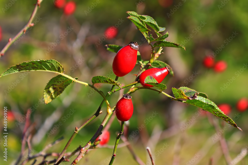 Rosehip berries on a bush on a green background