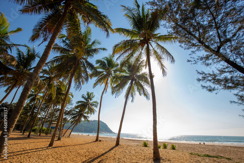 Cocosian trees on the beach o   Goa - Paradise   view in South of India