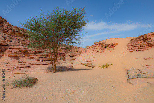 Red Canyon in the Senai Peninsula Desert