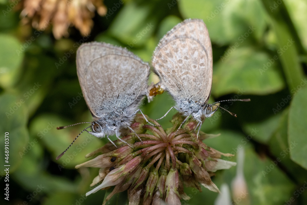 Naklejka premium Common Blue Grass Butterflies mating