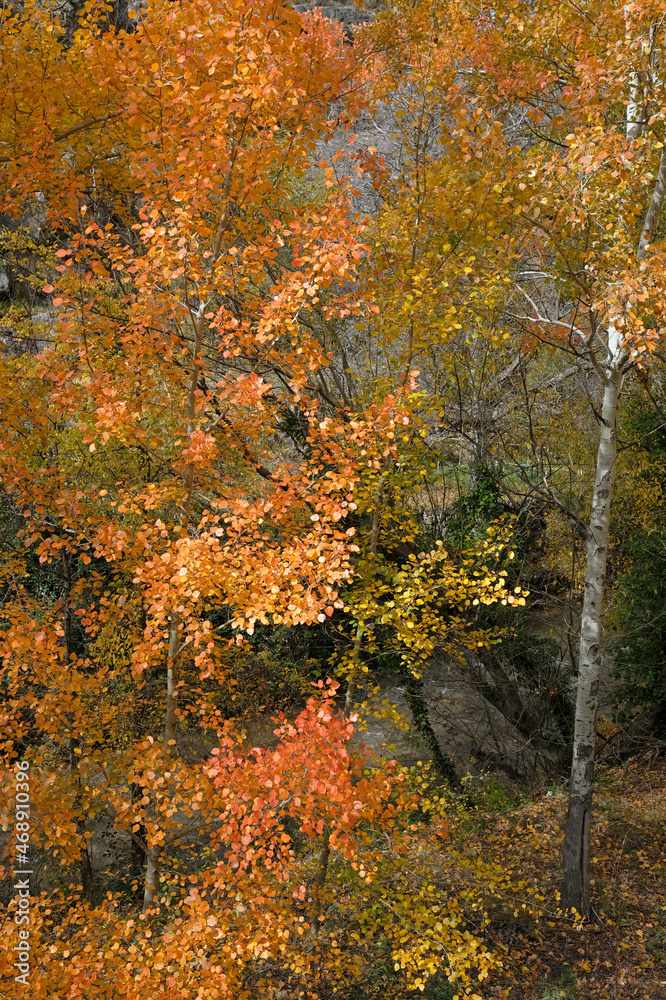 Colorful display of trees in fall season in Albarracin, Spain