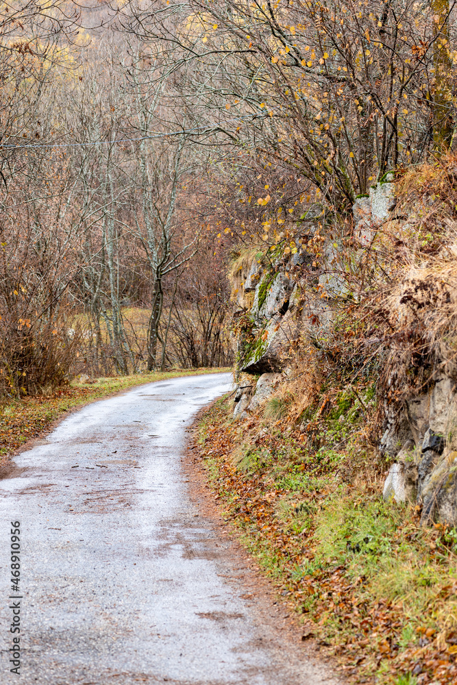 path in forest path in forest