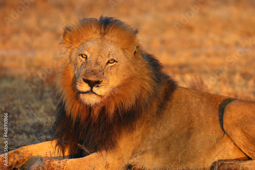 The Transvaal lion  Panthera leo krugeri   also known as the Southeast African lion or Kalahari lion  portrait.
