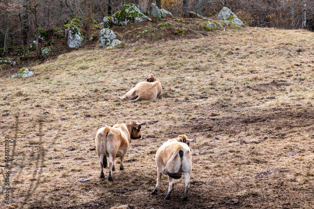 cows in a field cows in a field