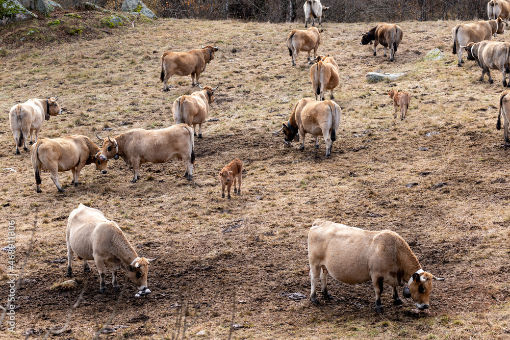 Fototapeta premium herd of sheep