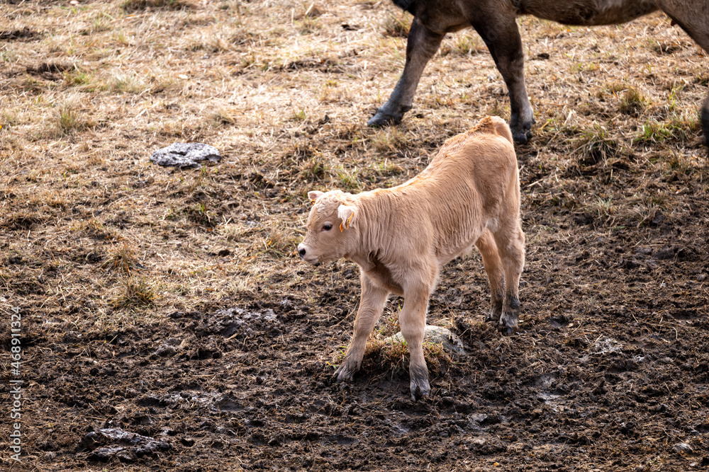 Fototapeta premium calf in the meadows