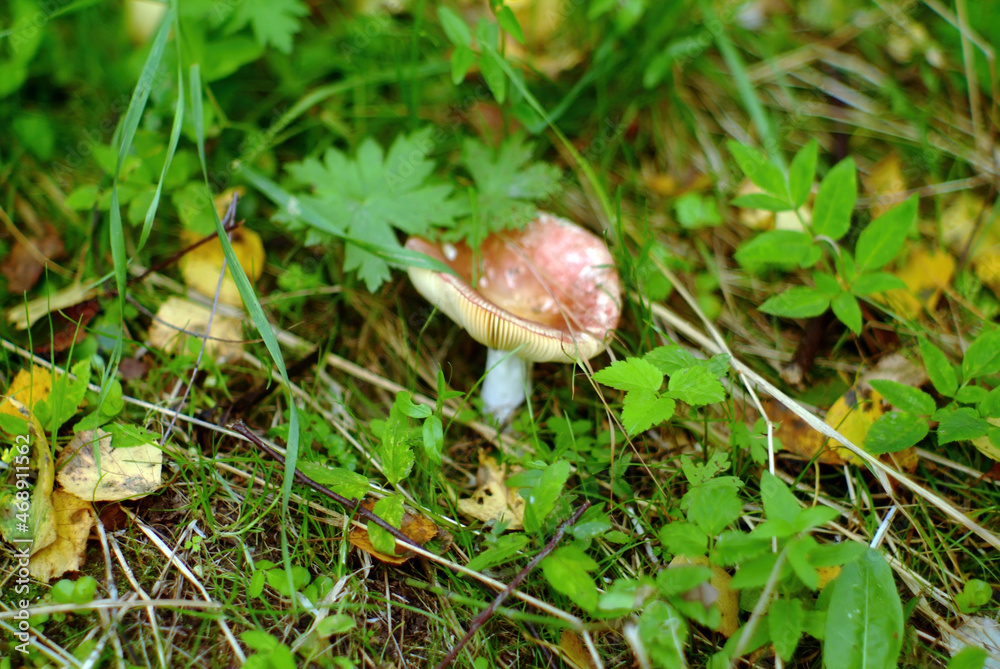 a little Russule in the grass in the forest a little Russule in the grass in the forest