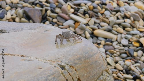 Pachygrapsus marmoratus is a species of crab, sometimes called the marbled rock crab or marbled crab, which lives in the Black Sea, the Mediterranean Sea and parts of the Atlantic Ocean. photo