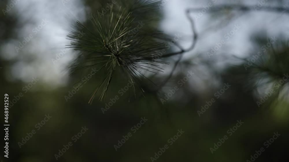 Slow motion closeup shot of pine tree branch with long needles under evening sunlight Slow motion closeup shot of pine tree branch with long needles under evening sunlight