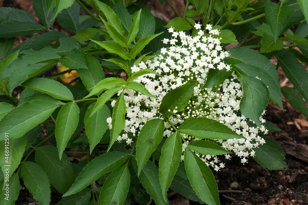 Fototapeta premium Sydney Australia, an elderberry plant with white flowers 