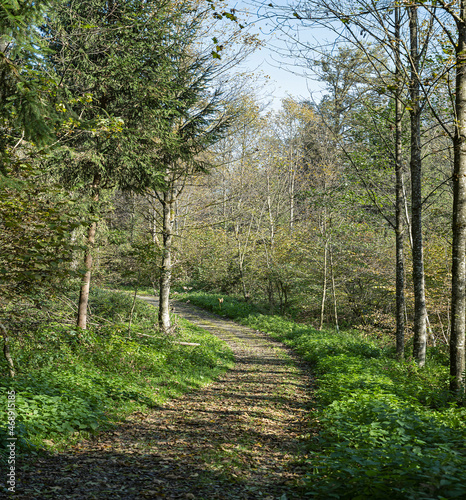 Waldweg bei Eschenbach, Kanton Luzern, Schweiz