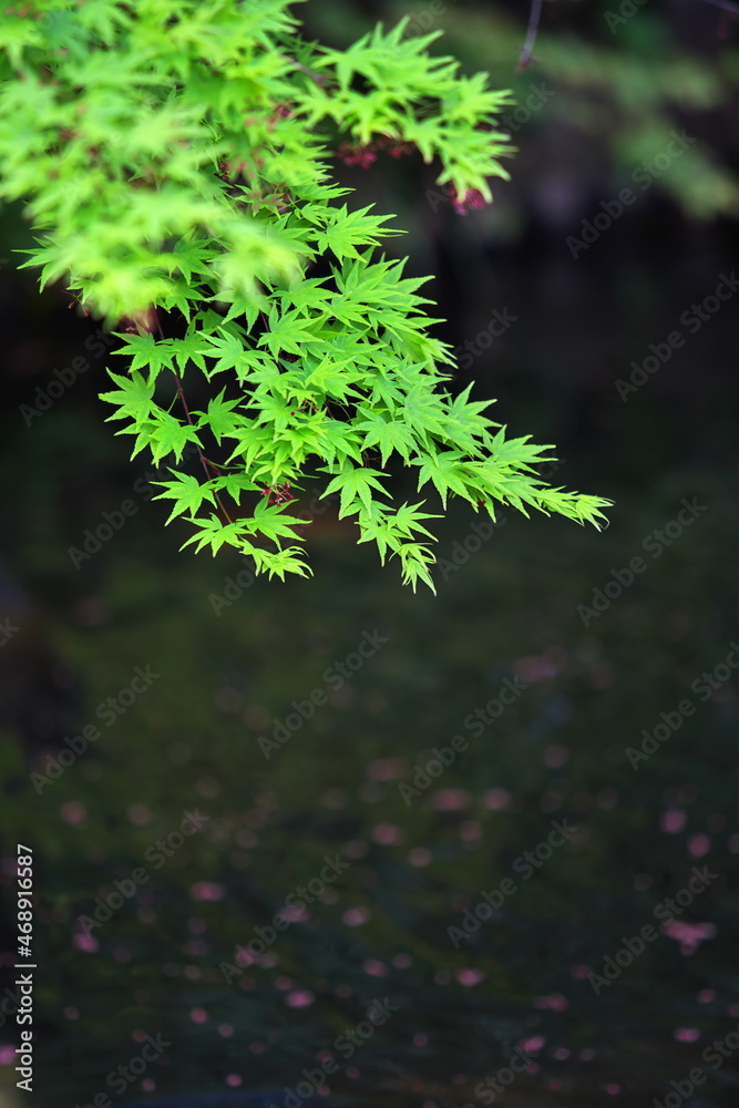 冬の終わりを喜ぶ新緑