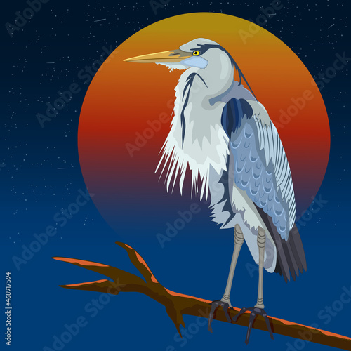 Fotografi Blue heron on the tree branch at sunset
