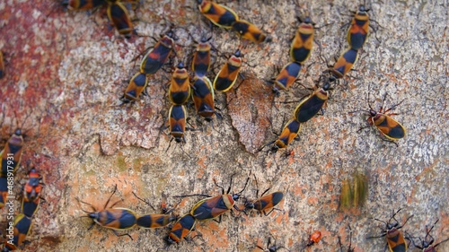 a group of bugs together on a tree
