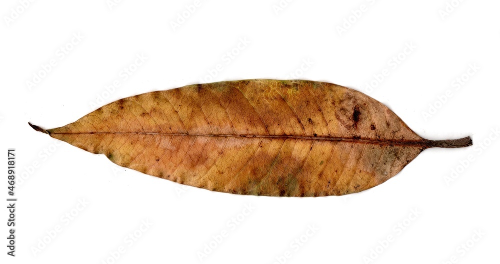 autumn leaf isolated on white background autumn leaf isolated on white background
