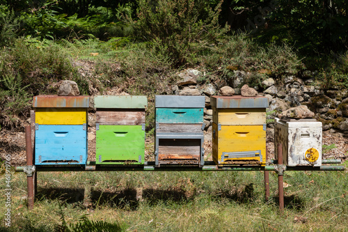 Beehives in the wood