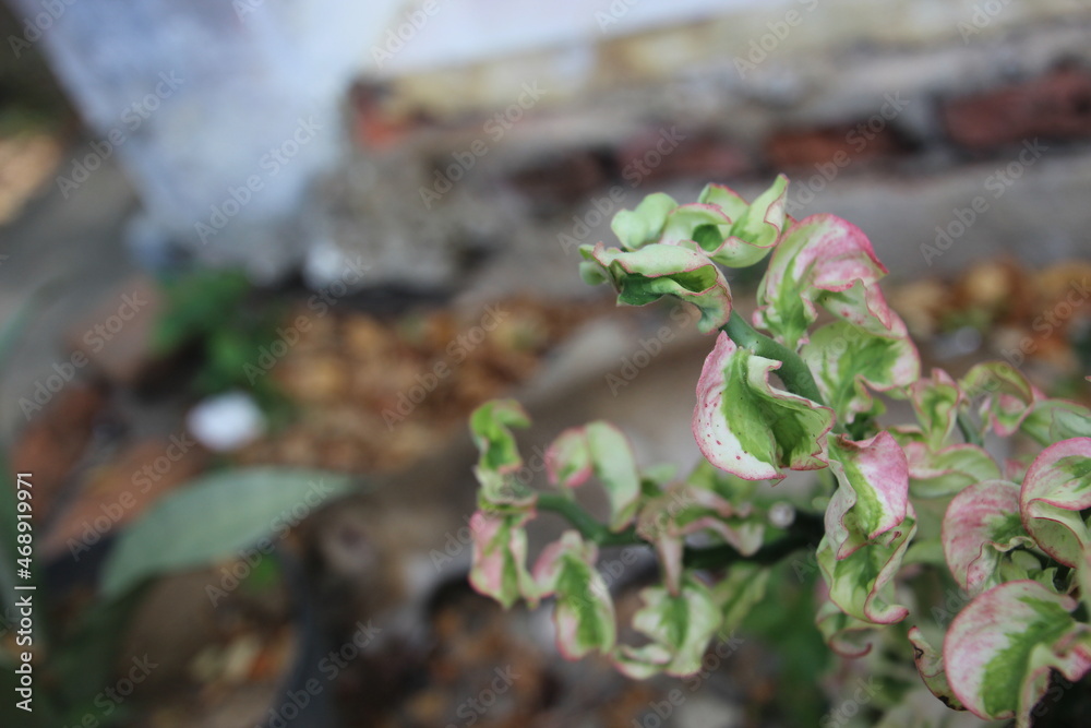 close up of a plant