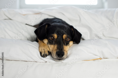 Black dog on white sheets. High key image of back dog in bed with pillow and sheets. Closeup of pupy on White Sheets. sleeping black dog in a white quilt. Black  sleeping dog on bed, white sheets.