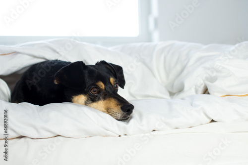 Black dog on white sheets. High key image of back dog in bed with pillow and sheets. Closeup of pupy on White Sheets. sleeping black dog in a white quilt. Black  sleeping dog on bed, white sheets. © Dominika