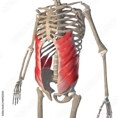 3d Illustration of Abdominal External Oblique Muscles on a White Background photo