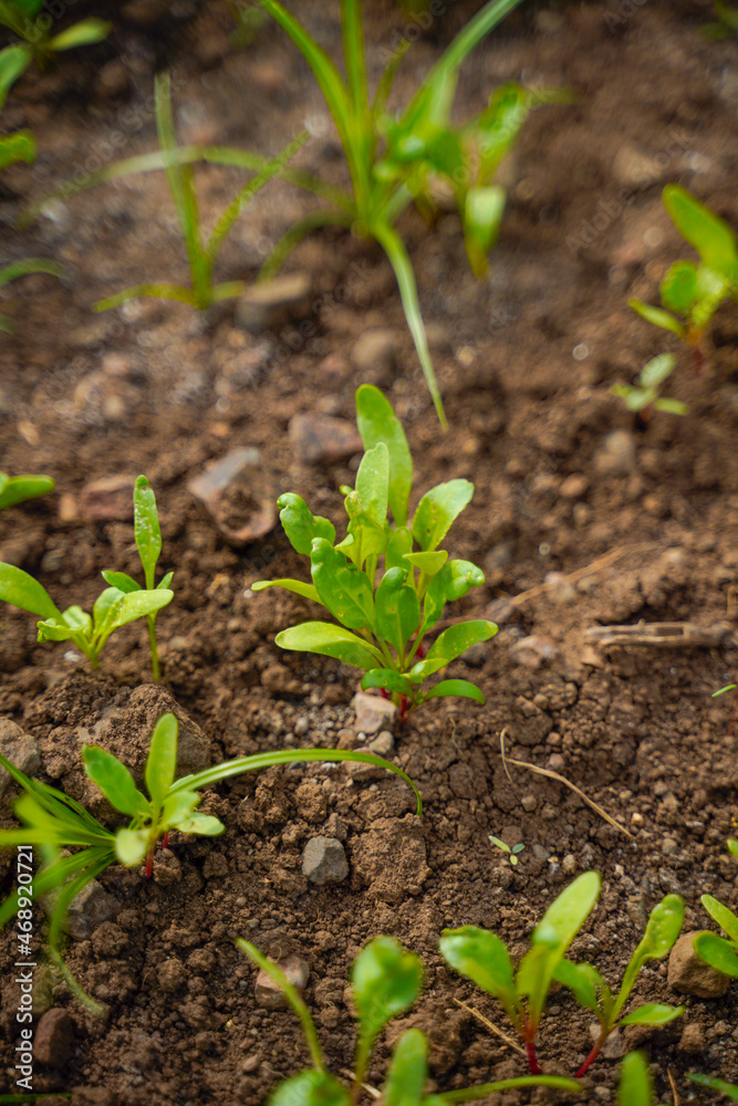 green leaf of vegetables at agriculture field. green leaf of vegetables at agriculture field.