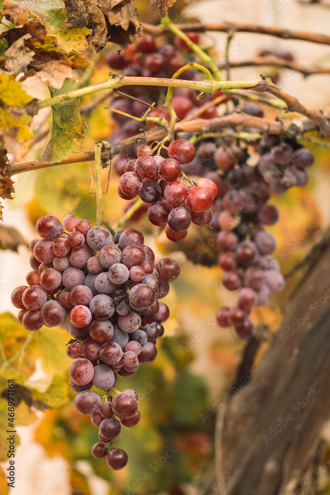 Beautiful red or black ripe grapes under the autumn sun with yellow leaves, vertical