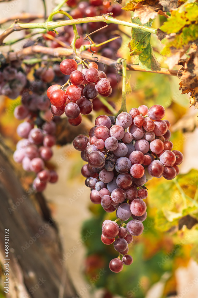 Beautiful red or black ripe grapes under the autumn sun with yellow leaves, vertical