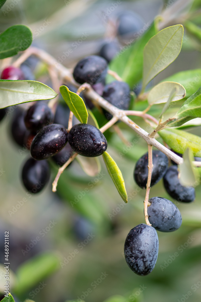 Black and green ripe olives growing on the branch of an olive tree ready to be collected, close up, vertical Black and green ripe olives growing on the branch of an olive tree ready to be collected, close up, vertical