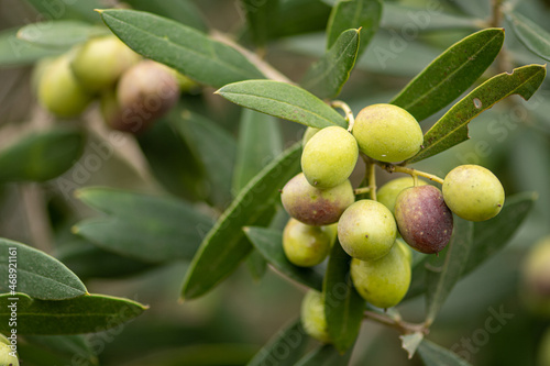 Black and green ripe olives growing on the branch of an olive tree ready to be collected, close up